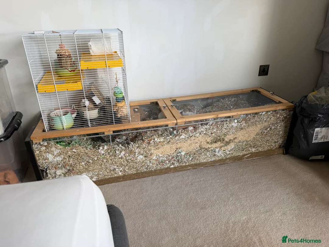 Gerbil rodents for sale: Two Male Gerbils 6 months old in London - Advert 4