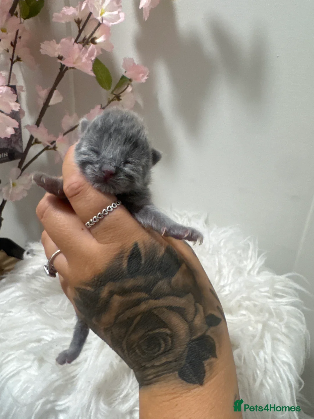 British Longhair cats for sale: British long hairs  - Advert 2