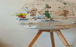 Budgerigars birds for sale: 2 male budgies  - Image 3