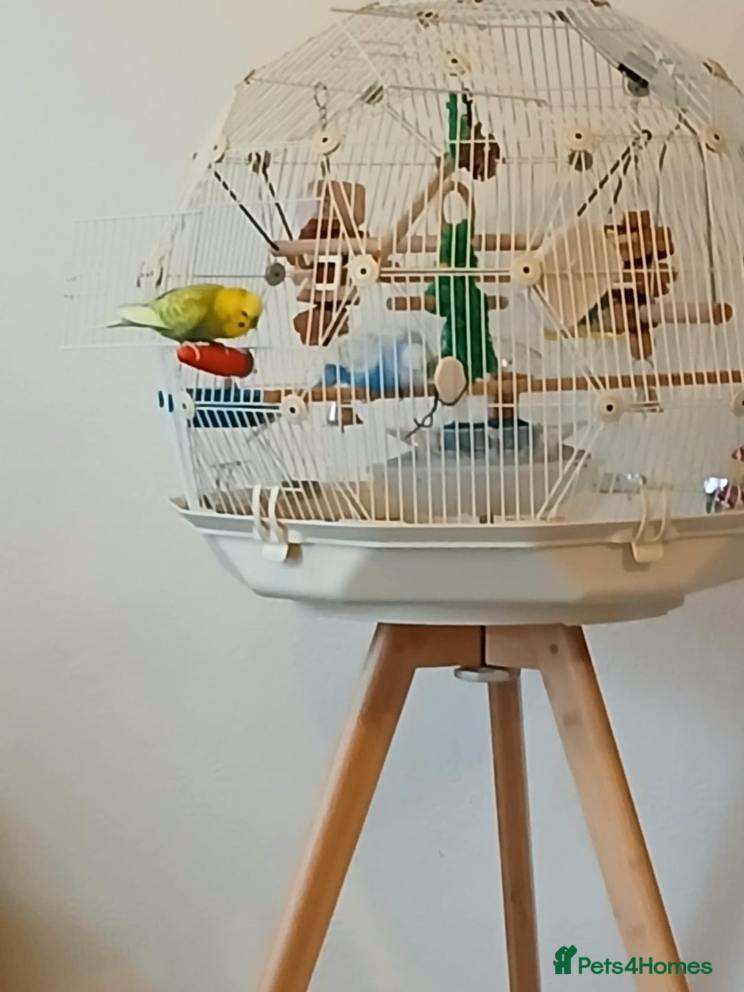 Budgerigars birds for sale: 2 male budgies  - Image 3