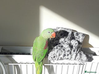 Parrots birds Alexandrine baby lovely Birds for king gifts - Advert 2