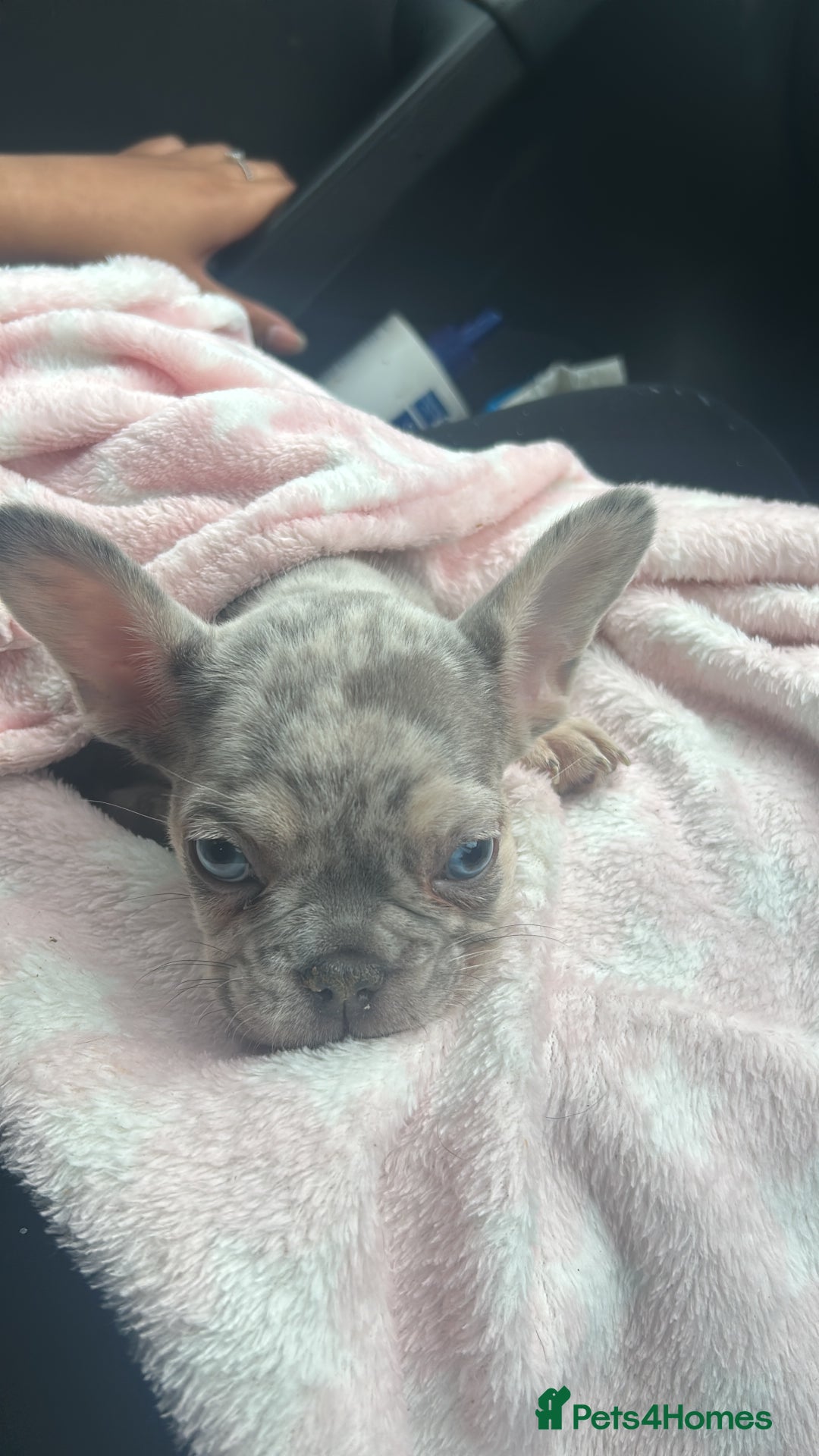 Mixed Breed dogs for sale: Boy French bull dog - Image 2