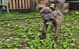 Deerhound dogs for sale: Stunning deerhound pups - Image 9