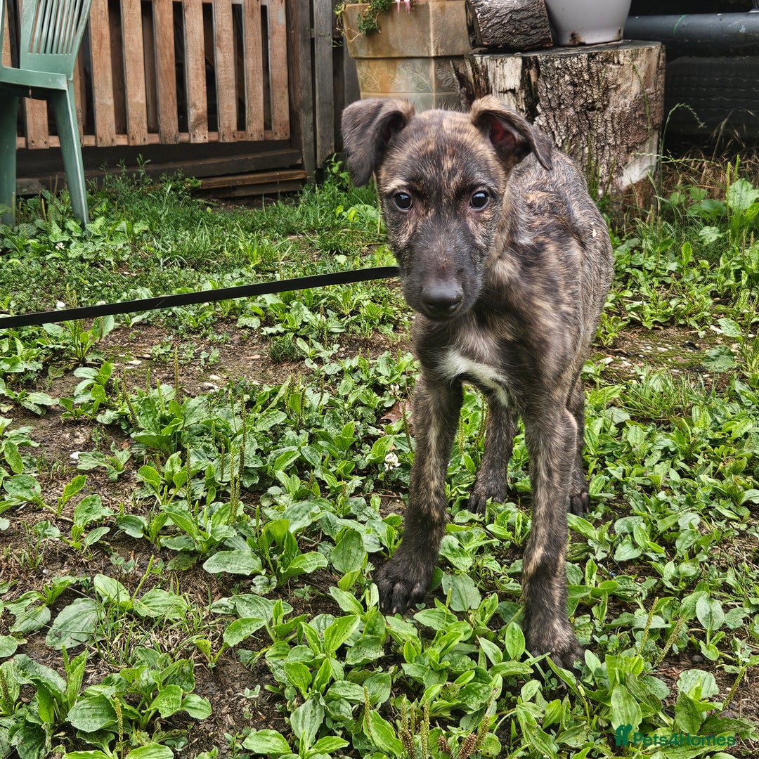 Deerhound dogs for sale: Stunning deerhound pups - Image 9