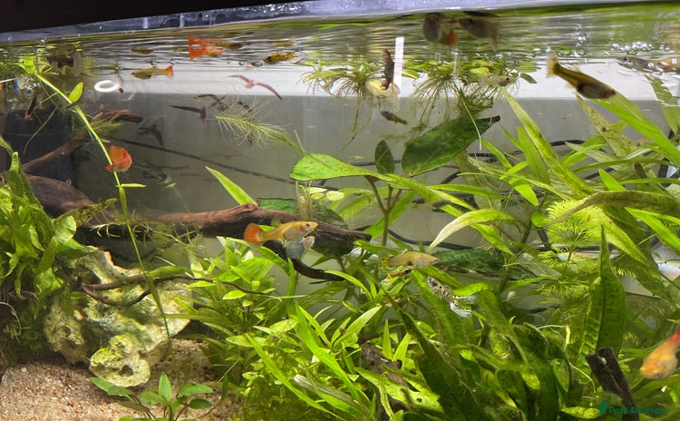 Live Bearers fish - Advert 1