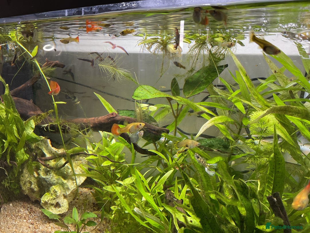Live Bearers fish for sale: Young Guppies - Image 1