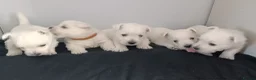 West Highland Terrier dogs for sale: RKC west highland white terrier puppies  - Advert 5