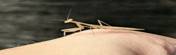 Mixed Breed invertebrates for sale: Mantis, stick insects, assassin bugs, grasshoppers - Advert 3
