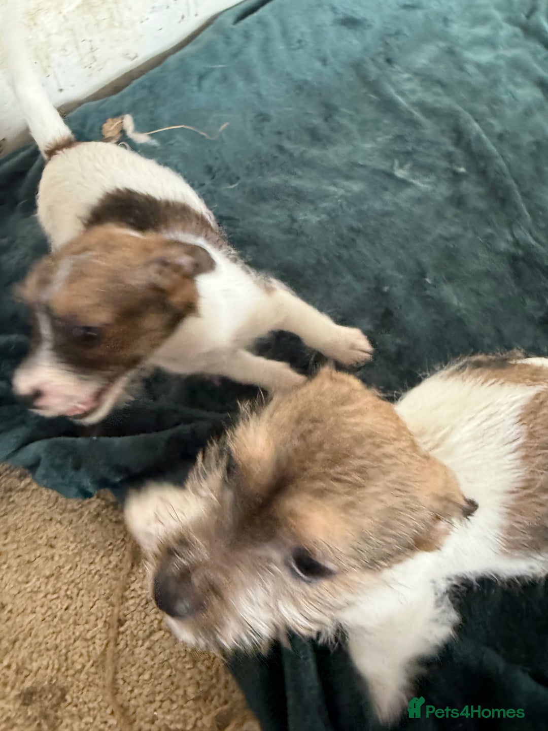 Jack Russell dogs for sale: Jack Russell puppies rough/smooth coat ready now  - Image 12