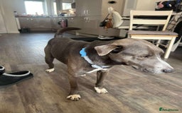 Mixed Breed dogs for adoption: Valour is available for foster or adoption - Image 8