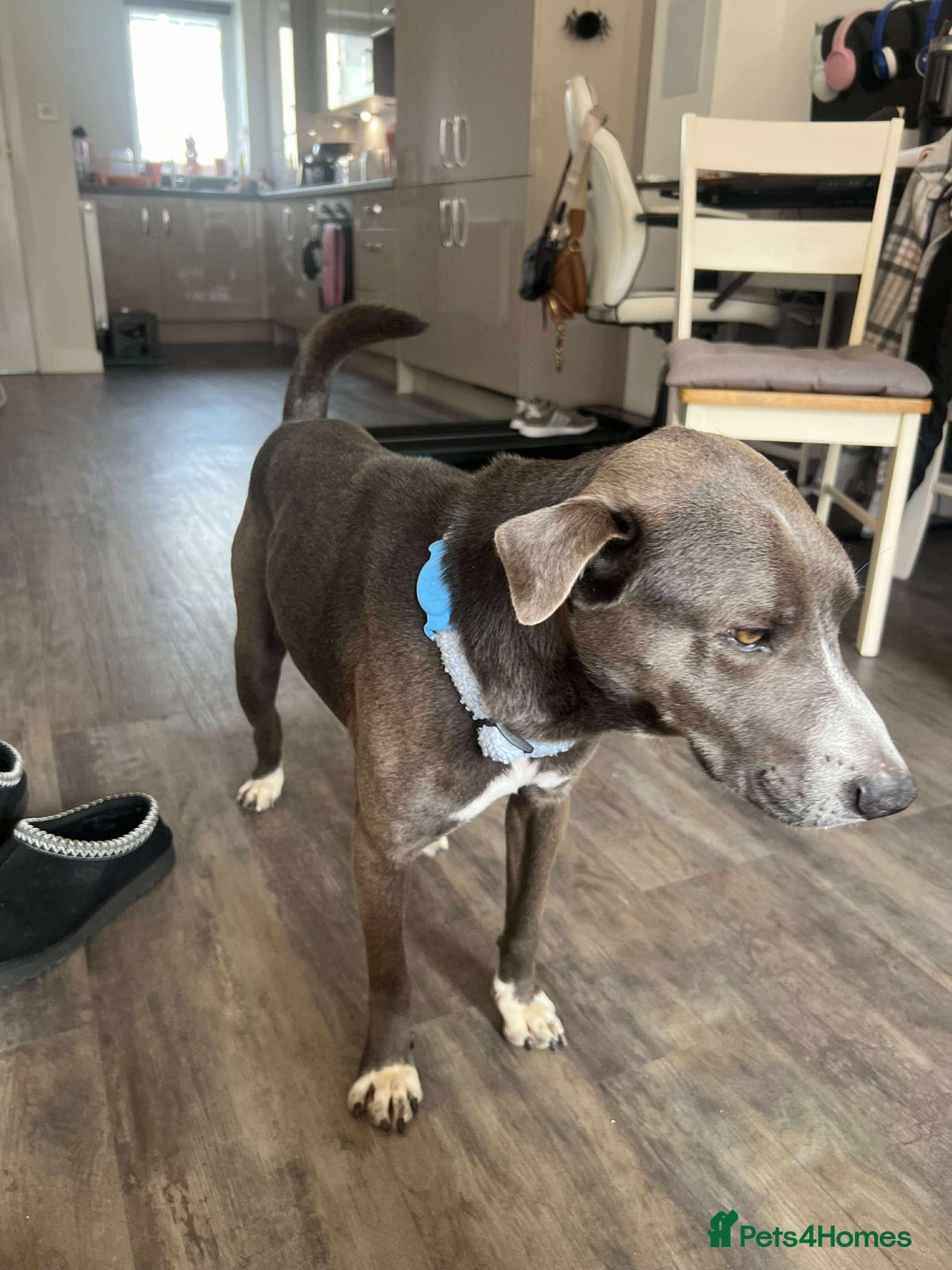 Mixed Breed dogs for adoption: Valour is available for foster or adoption - Image 8