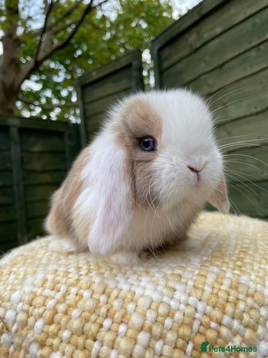 Gallery Image {{count}}