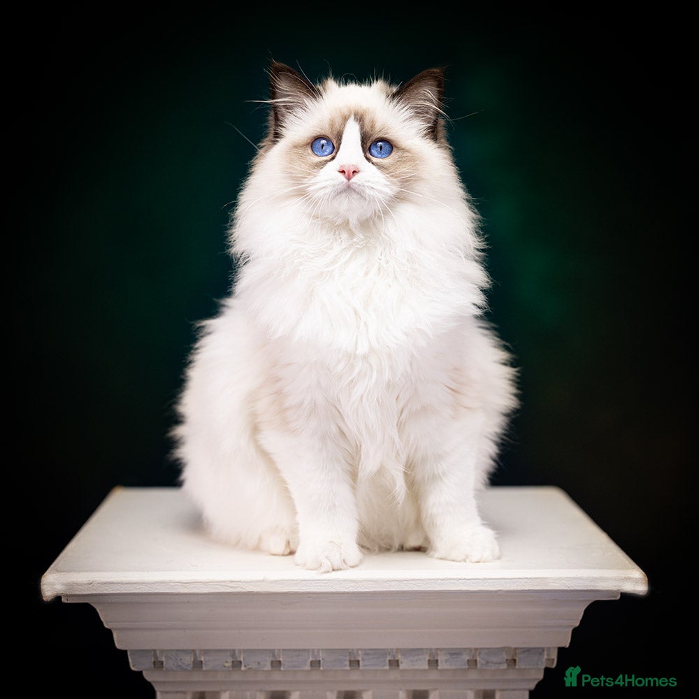 Ragdoll cats SHOW Ragdoll Bicolor Kitten Girl LSCH TICA ❤❤❤ - Advert 3