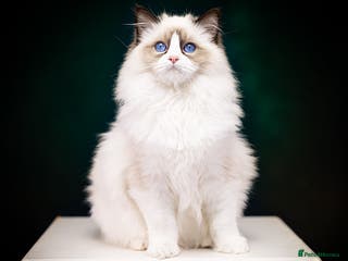 Ragdoll cats SHOW Ragdoll Bicolor Kitten Girl LSCH TICA ❤❤❤ - Advert 3