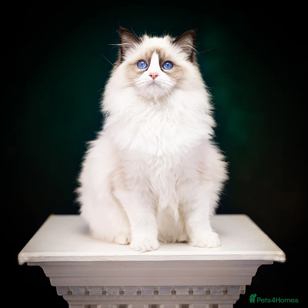 Ragdoll cats for sale: SHOW Ragdoll Bicolor Kitten Girl LSCH TICA ❤❤❤ - Advert 1