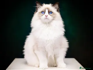 Ragdoll cats SHOW Ragdoll Bicolor Kitten Girl LSCH TICA ❤❤❤ - Advert 2