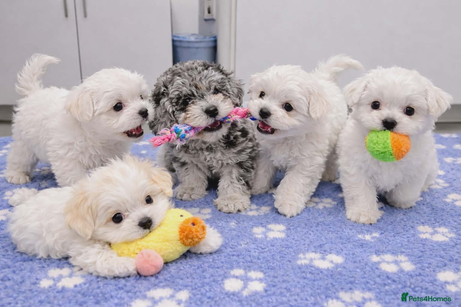 Maltipoo dogs White, Parti & Merle Maltipoo Puppies  - Advert 4