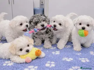 Maltipoo dogs White, Parti & Merle Maltipoo Puppies - Advert 4