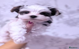 Biewer Terrier dogs for sale: Yorkshire terrier  - Advert 1