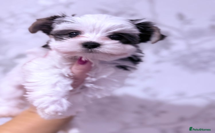 Biewer Terrier dogs Yorkshire terrier  - Advert 1