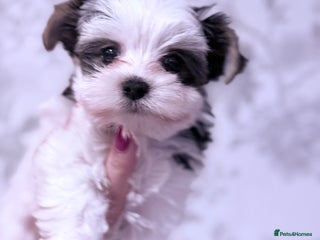 Biewer Terrier dogs for sale: Yorkshire terrier - Advert 1