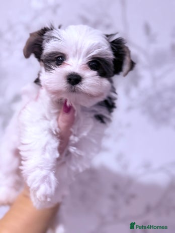 Biewer Terrier dogs Yorkshire terrier - Advert 2