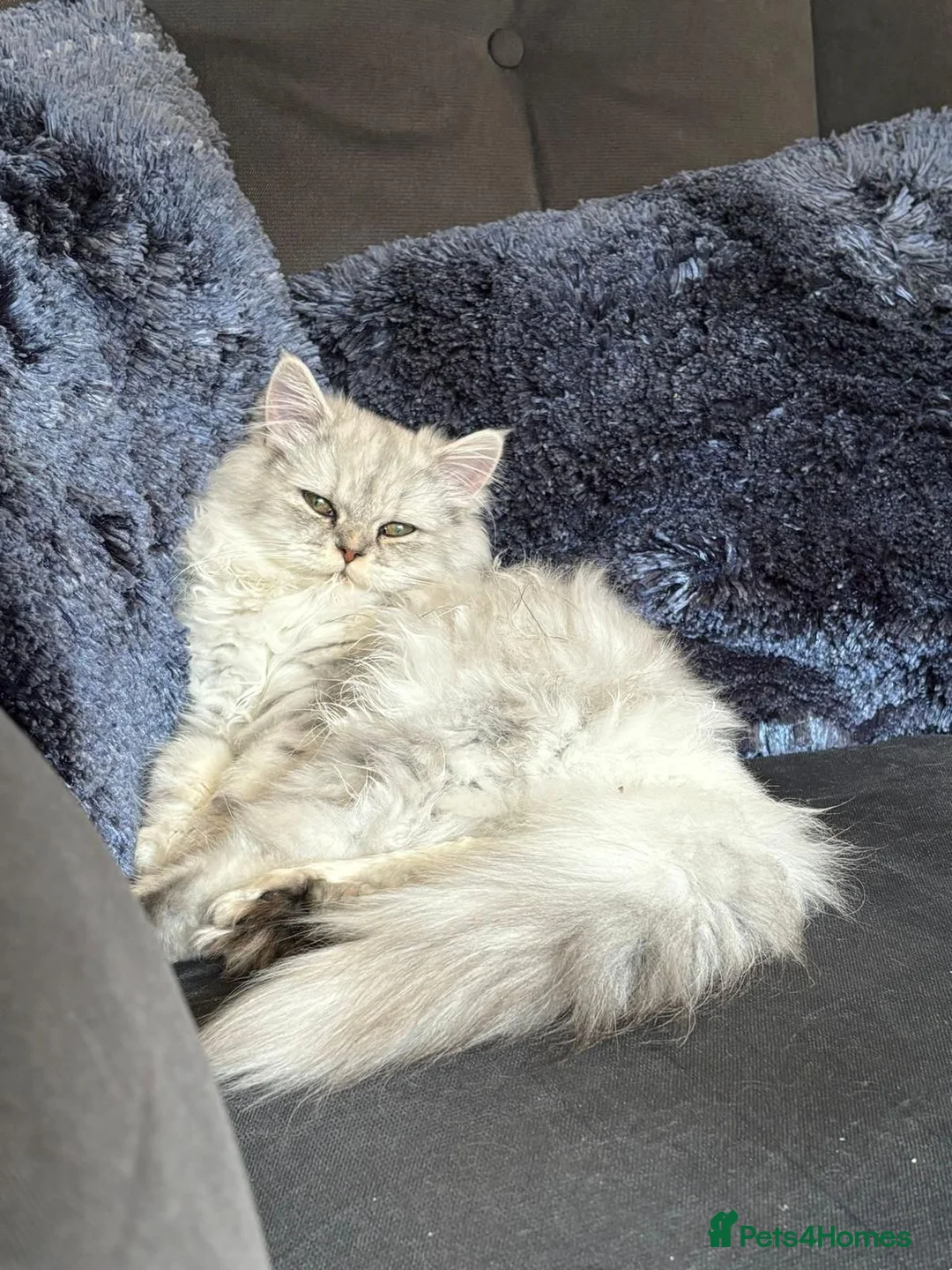 Mixed Breed cats for sale: Persian x Ragdoll 2 female kittens in Northampton - Advert 4