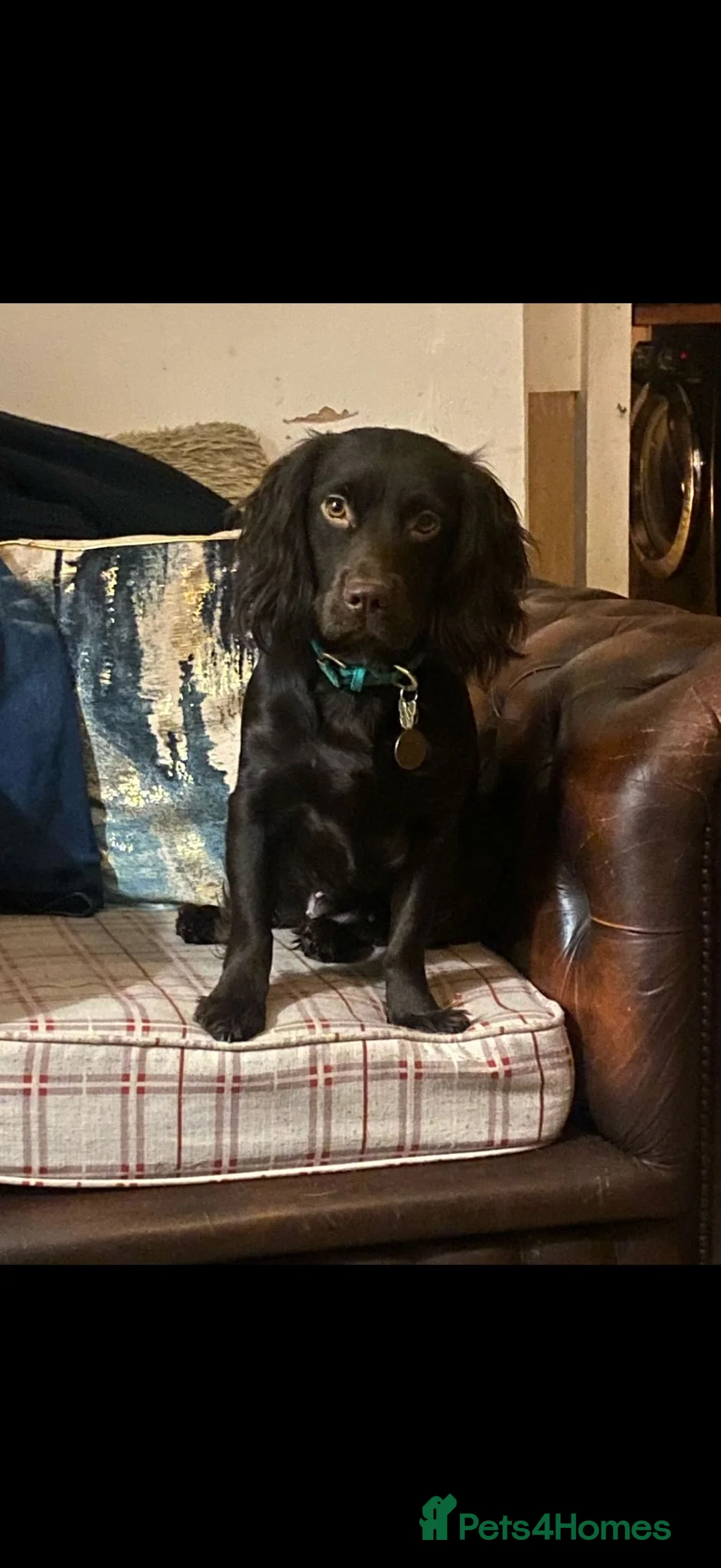 Cocker Spaniel dogs for sale: 🐾 5 Gen - KC Working Cocker Spaniel Puppies   - Advert 2