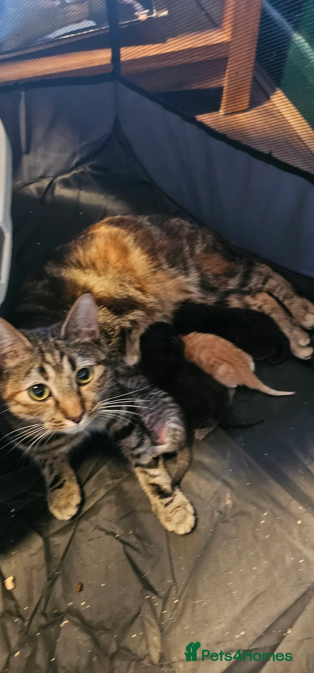 Mixed Breed cats for sale: Beautiful cute kittens - Advert 2