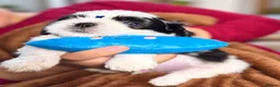 Shih Tzu dogs for sale: Beautiful Shih Tzu Puppies – Boys & Girls - Advert 9