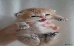British Shorthair cats for sale: Golden Shaded Kittens WCF & TICA Registered - Image 12