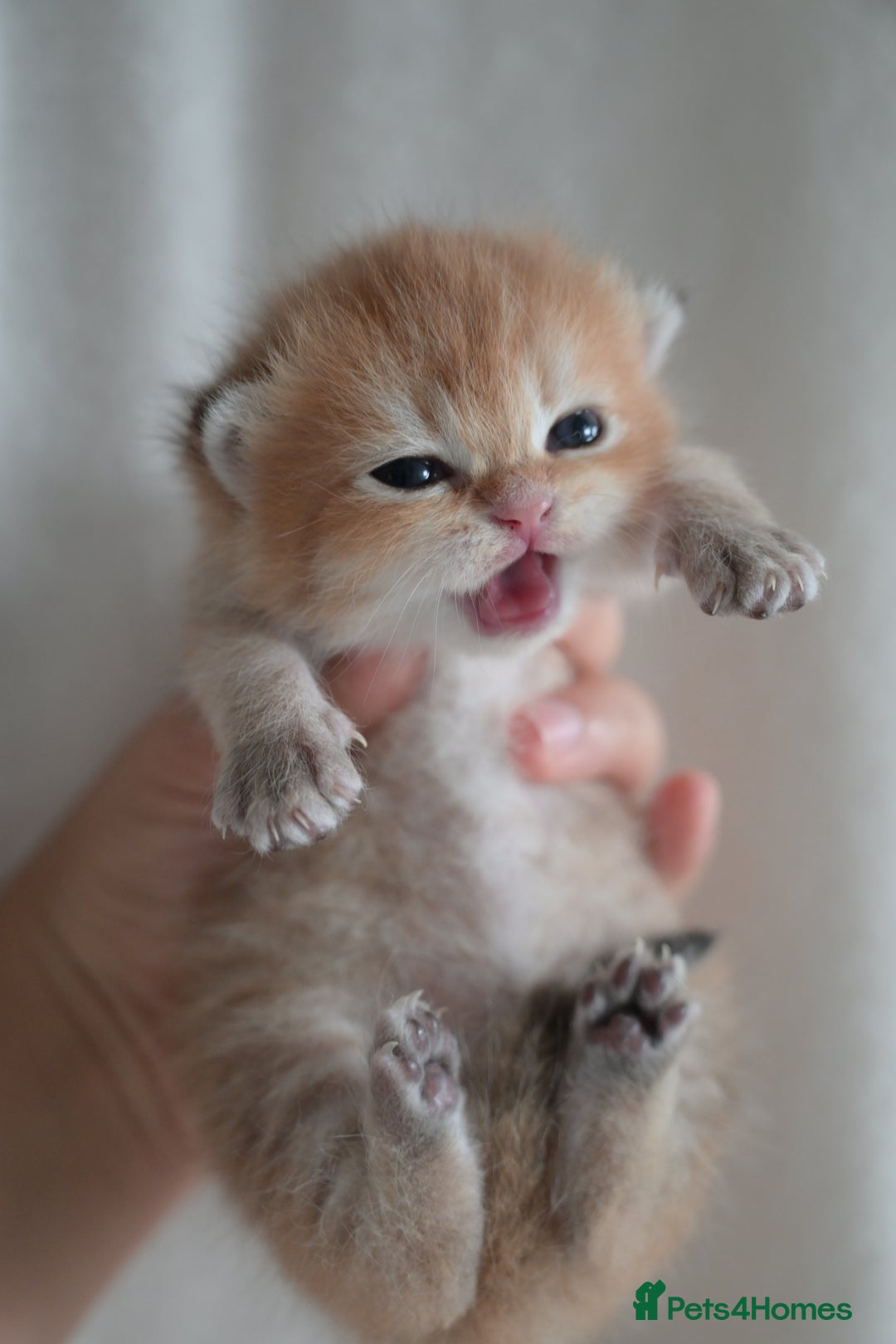 British Shorthair cats for sale: Golden Shaded Kittens WCF & TICA Registered - Image 12