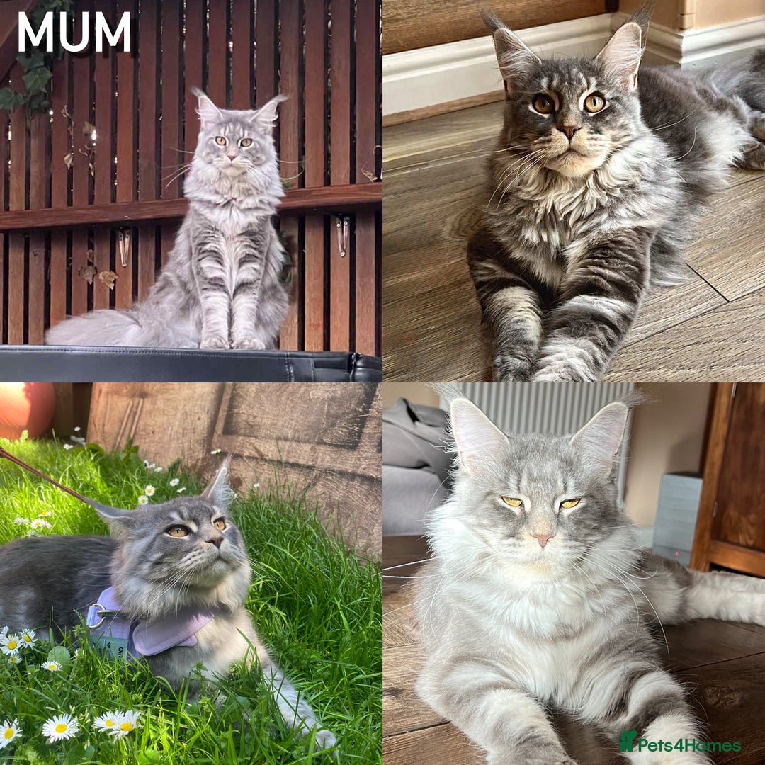 Maine Coon cats for sale: First Litter 6 Pure Maine Coon Kittens - Image 13