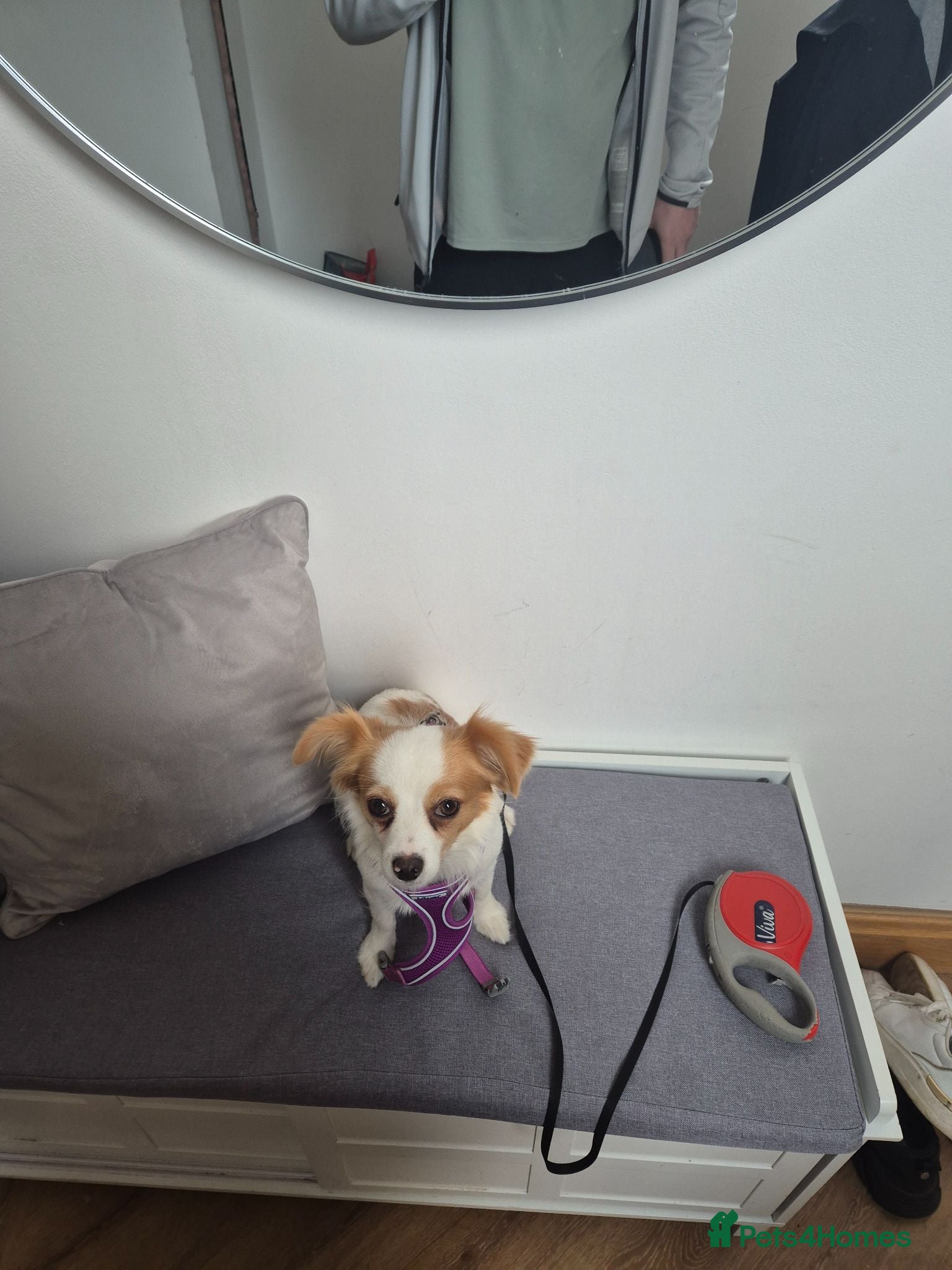Mixed Breed dogs Bella- Chihuahua x Papillion (Female) - Advert 1