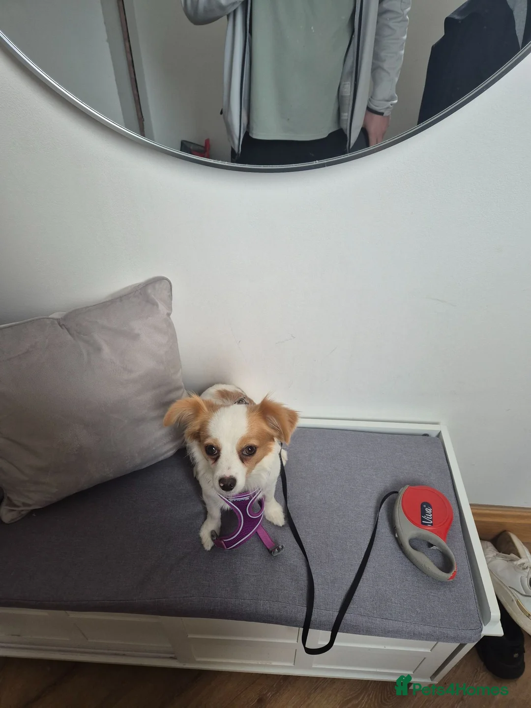 Mixed Breed dogs for sale: Bella- Chihuahua x Papillion (Female) in Liverpool - Advert 1