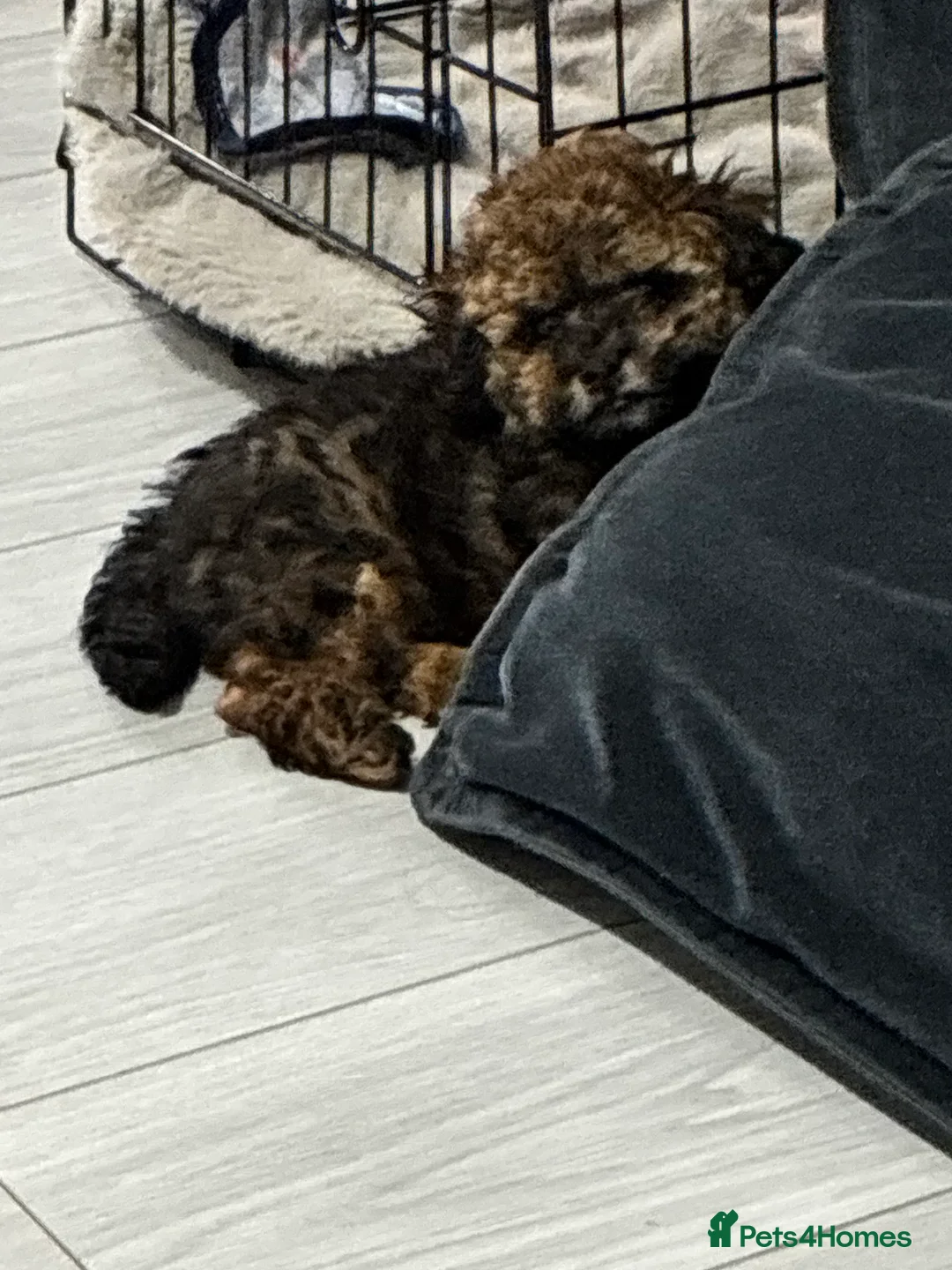 Maltipoo dogs for sale: Maltipoo - Advert 3