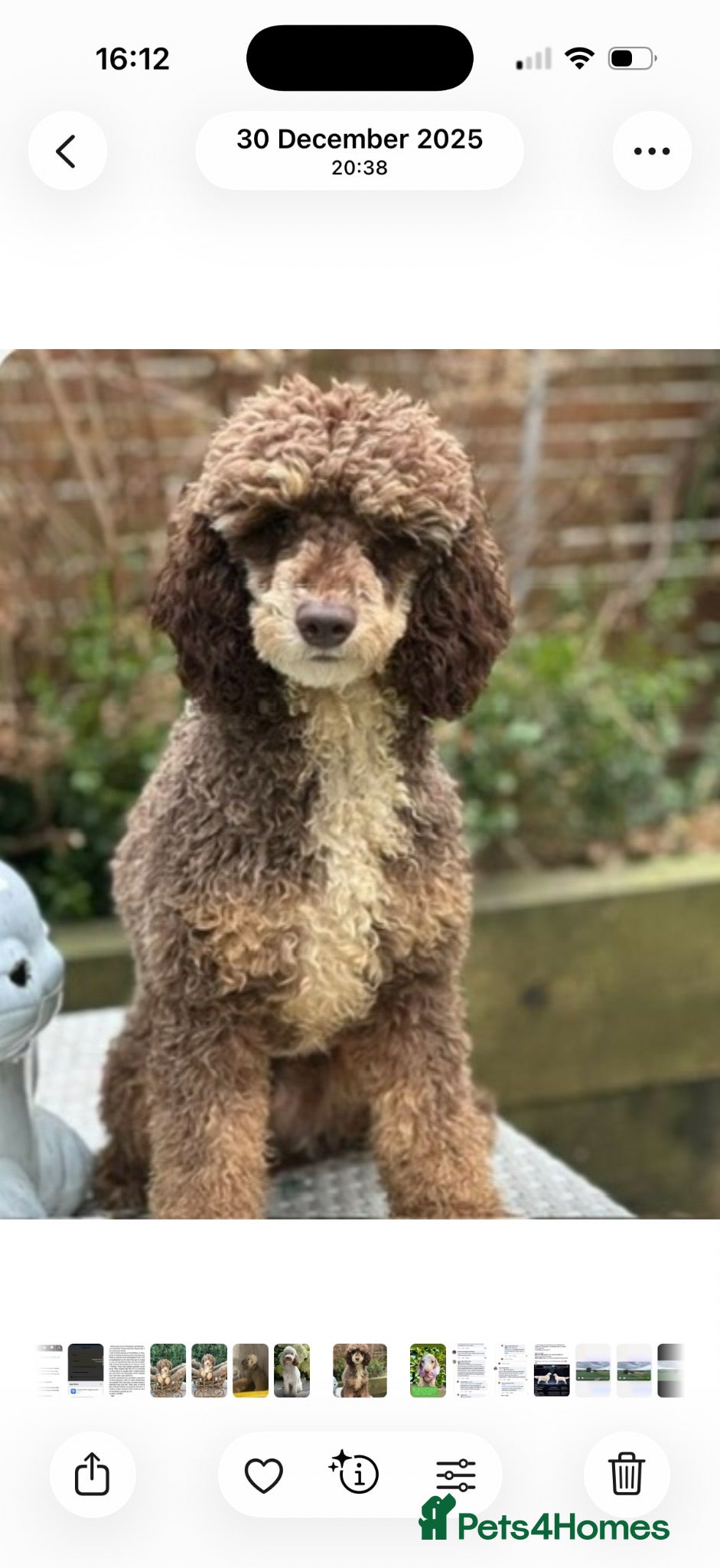 Miniature Poodle dogs Stunning mini poodle chocolate phantom  - Advert 1