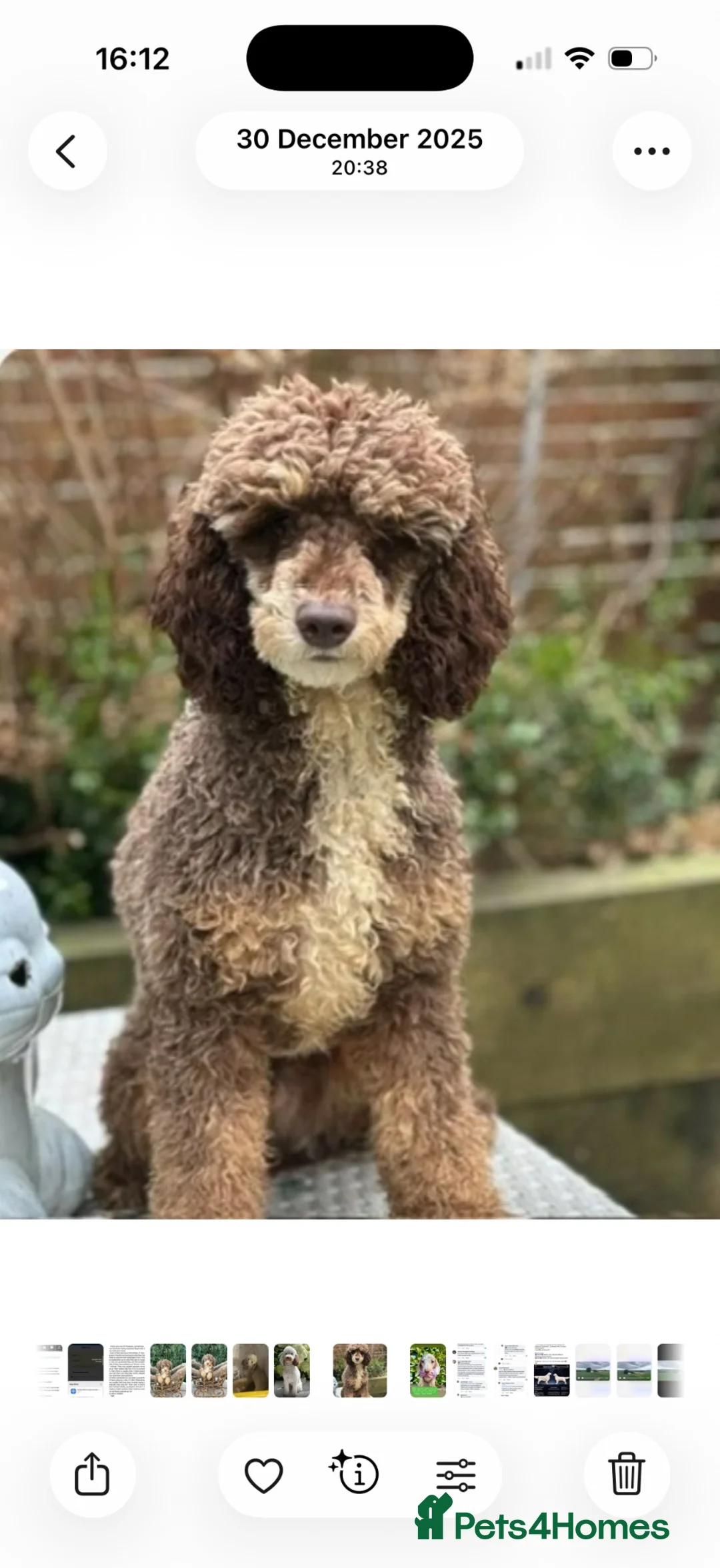 Miniature Poodle dogs for stud: Stunning mini poodle chocolate phantom  - Advert 1