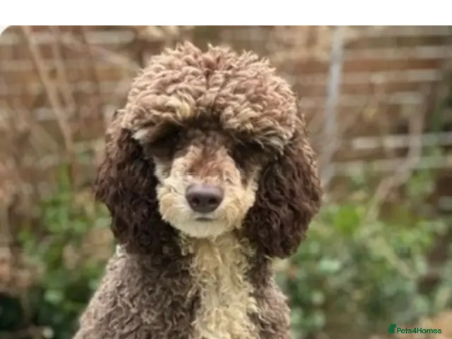 Miniature Poodle dogs for stud: Stunning mini poodle chocolate phantom - Advert 1