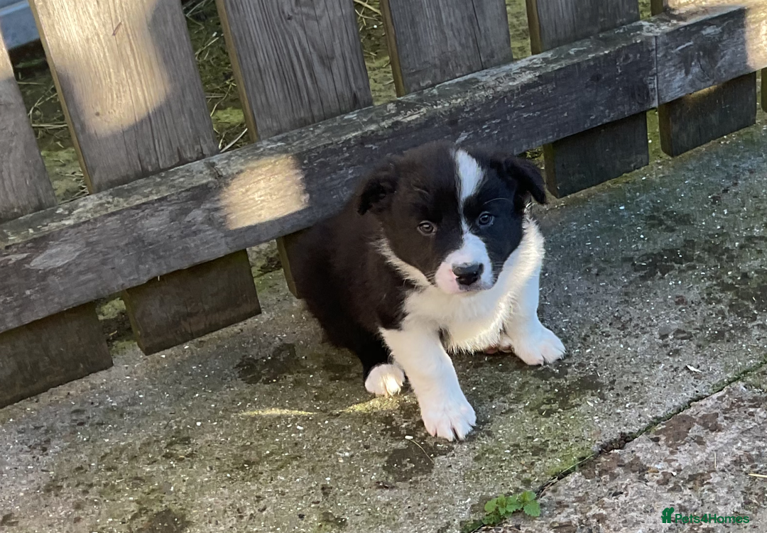Border Collie dogs for sale: Border Collie puppies  - Image 11