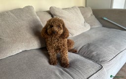 Poodle dogs for stud: Kc Fox red toy poodle for stud  - Image 26