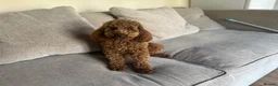 Poodle dogs for stud: Kc Fox red toy poodle for stud  - Advert 26