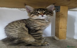 Maine Coon cats for sale: Pedigree Maine Coon boy from tested parents  - Image 8