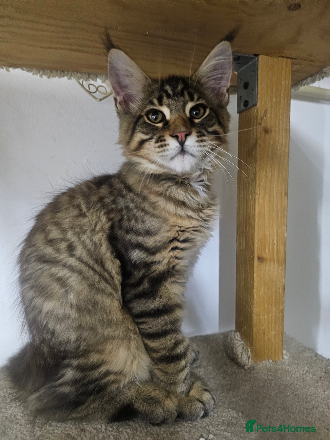 Maine Coon cats for sale: Pedigree Maine Coon boy from tested parents  - Image 8