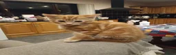 Mixed Breed cats for sale: 5 adotable kittend - Advert 2