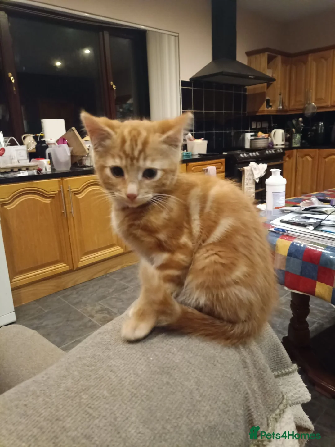 Mixed Breed cats for sale: 5 adotable kittend - Advert 2