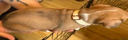Boxer dogs for sale: Beautiful Boxer x Cane corso puppies 🐶  - Advert 11