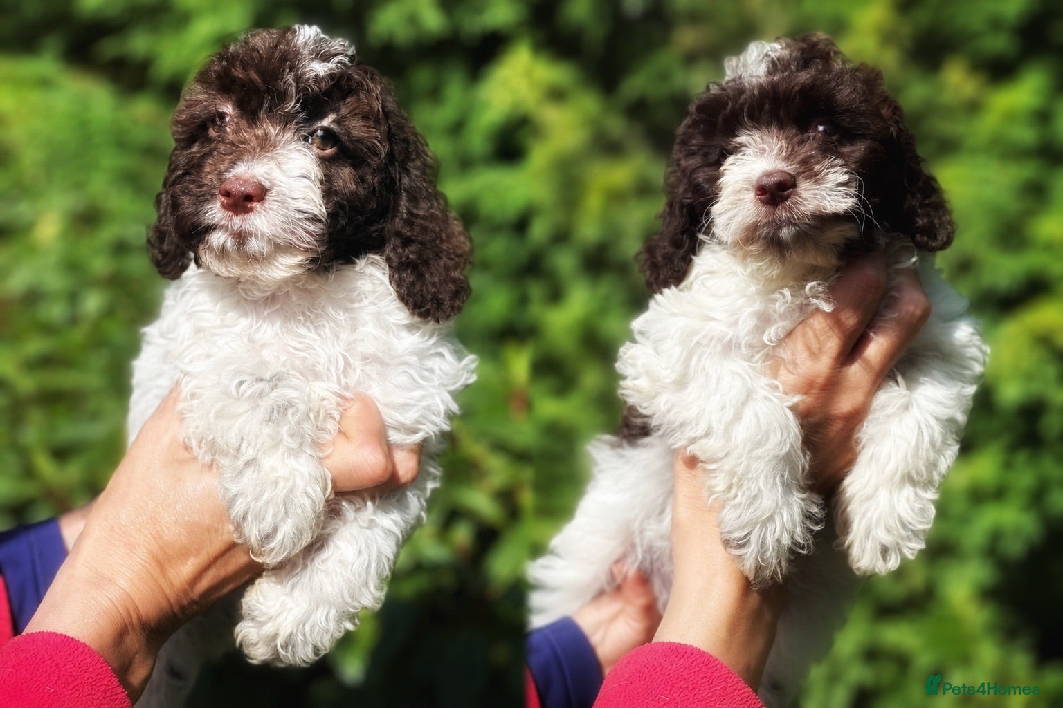 Cockapoo dogs Two Liver Roan Female Cockapoos Pups - Advert 1