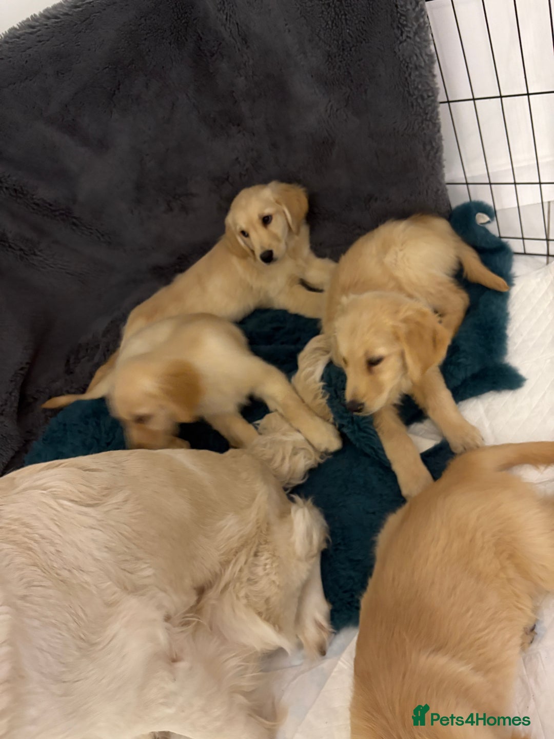 Golden Retriever dogs for sale: Golden retriever  - Image 2