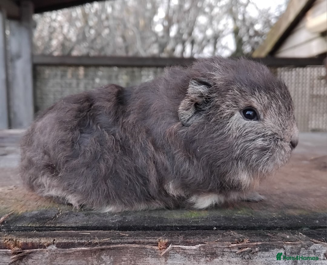 Guinea Pig rodents for sale: Swiss, Dalmation, Self Chocolate Boys and Girls - Advert 19